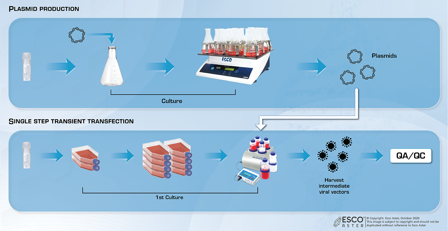 Single-step Transient Transfection